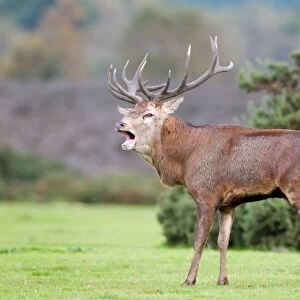 Red Deer (Cervus elaphus) stag, roaring, during rutting season, Minsmere RSPB Reserve, Suffolk, England, october
