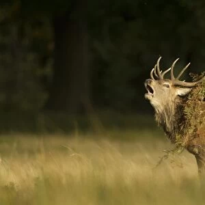 Red Deer (Cervus elaphus) stag, roaring, with bracken on antlers, during rutting season, Bradgate Park, Leicestershire