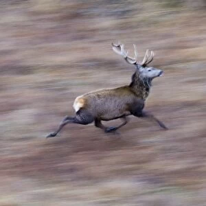 Red Deer (Cervus elaphus) stag, running, blurred movement, Scotland, winter