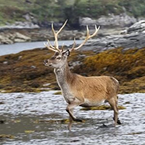Red Deer (Cervus elaphus) stag, running along seashore, Kylestrome, Sutherland, Northwest Scotland, august
