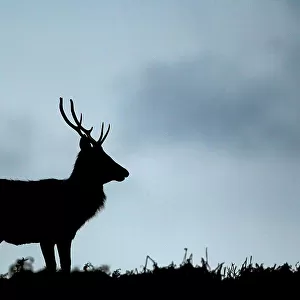 Red Deer (Cervus elaphus) stag, silhouetted at dusk during rutting season, Bradgate Park, Leicestershire, England