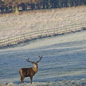 Red Deer (Cervus elaphus) stag, standing in frost covered parkland habitat at dawn, Wollaton Park, Nottingham