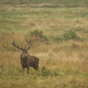 Red Deer (Cervus elaphus) stag, standing in parkland habitat, during rutting season, Bradgate Park, Leicestershire