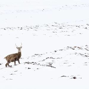 Red Deer (Cervus elaphus) stag, standing on snow covered mountainside during snowfall, Glen Clunie, Cairngorms N. P