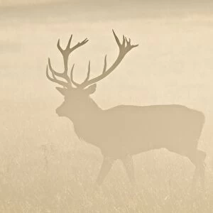 Red Deer (Cervus elaphus) stag, walking in grass, silhouetted in mist at sunrise, Richmond Park, London, England