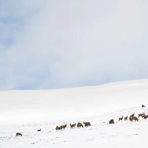 Red Deer (Cervus elaphus) stags, herd grazing on snow covered mountainside, Glen Clunie, Cairngorms N. P