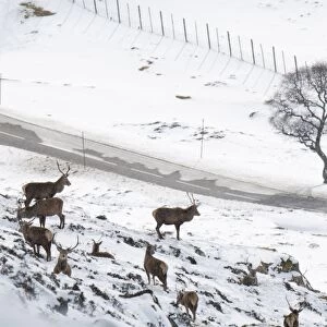 Red Deer (Cervus elaphus) stags, herd on snow covered mountainside high above A93 Old Military Road, Glen Clunie