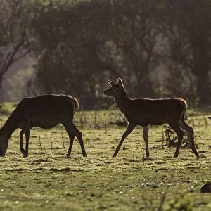 Red Deer hinds with one sitting young male grazing on heath land. note the little flying ghats