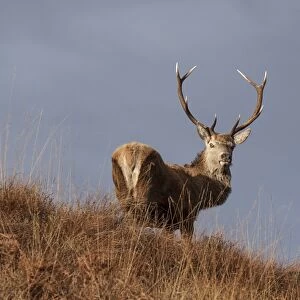 Red Deer stag standing on hillside on the Isle of Jura