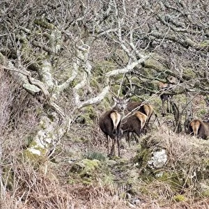 Red Deer Stags in old woodland on the Isle of Jura Scotland
