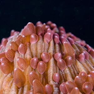 Red Disc Coral (Fungia sp. ) polyps, Lembeh Straits, Sulawesi, Sunda Islands, Indonesia, January