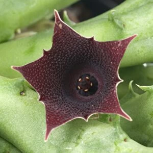 Red Dragon Flower (Huernia keniensis) close-up of flower, Africa