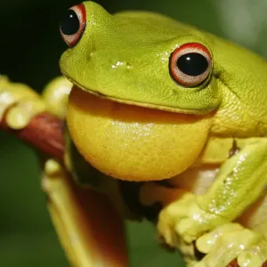 Red-eyed Treefrog Print - Adult Male with Inflated Vocal Sac Red-eyed Treefrog Print - Adult Male with Inflated Vocal Sac