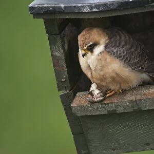 Red-footed Falcon (Falco vespertinus) adult female, with frog prey in talons, perched at nestbox entrance