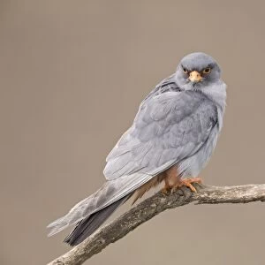 Red-footed Falcon (Falco vespertinus) adult male, calling, perched on branch, Hortobagy N. P. Hungary, April