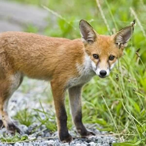 Red Fox (Vulpes vulpes) cub, standing on path, in woodland, England