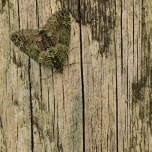Red-green Carpet Moth (Chloroclysta siterata) adult, resting on wooden gatepost, Sheffield, South Yorkshire, England