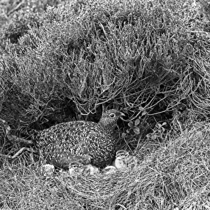 Red Grouse female with newly hatched young. Aviemore. Taken by Eric Hosking in 1939