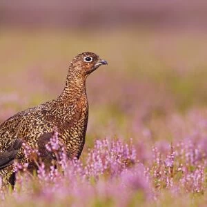 Red Grouse (Lagopus lagopus scoticus) adult female, standing amongst flowering heather on moorland, Yorkshire Dales N. P. Yorkshire, England, august