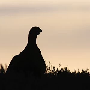 Red Grouse (Lagopus lagopus scoticus) adult male, standing in heather on moorland, silhouetted at sunrise, Swaledale