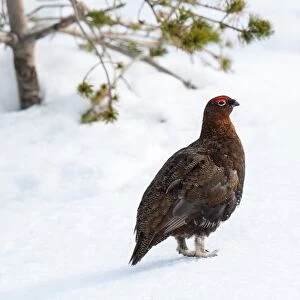 Red Grouse (Lagopus lagopus scoticus) adult male, standing on snow, Lecht, Cairngorms N. P