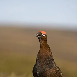 Red Grouse (Lagopus lagopus scoticus) adult male, standing on moorland, Yorkshire, England, march