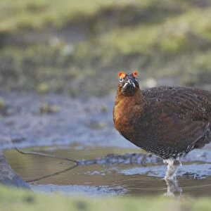 Red Grouse (Lagopus lagopus scoticus) adult male, drinking at pool, Yorkshire Dales N. P. Yorkshire, England