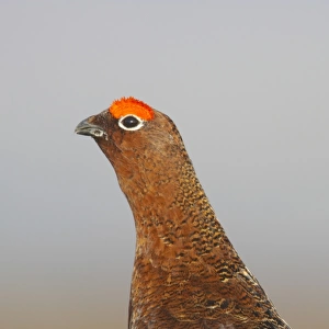 Red Grouse (Lagopus lagopus scoticus) adult male, standing on moorland, Yorkshire Dales N. P. Yorkshire, England