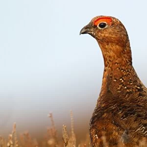 Red Grouse (Lagopus lagopus scoticus) adult male, close-up of head and neck, standing amongst heather on moorland