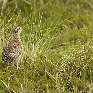 Red Grouse (Lagopus lagopus scoticus) chick, standing on moorland, Yorkshire, England, June