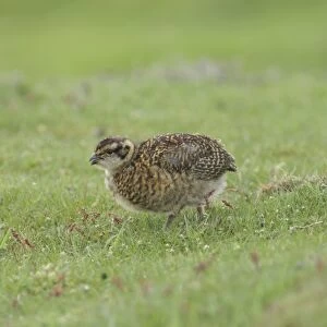 Red Grouse (Lagopus lagopus scoticus) chick, calling, standing on short grass at moorland edge, Nidderdale