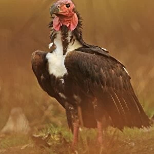 Red-headed Vulture (Sarcogyps calvus) adult, standing on ground, Veal Krous vulture restaurant, Cambodia, January