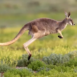 Red Kangaroo (Macropus rufus) adult, jumping over low vegetation, Sturt N. P. New South Wales, Australia Red Kangaroo (Macropus rufus) adult, jumping over low vegetation, Sturt N. P. New South Wales, Australia