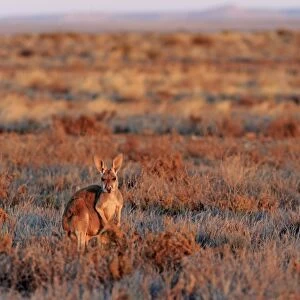 Red Kangaroo (Macropus rufus) adult female with young, standing in dry outback at sunset, Sturt N. P