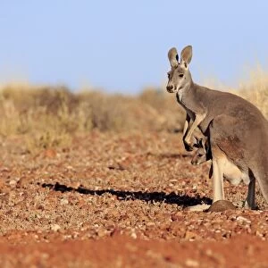 Red Kangaroo (Macropus rufus) adult female with young, looking out from pouch, standing in dry outback, Sturt N. P