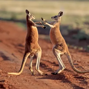 Red Kangaroo (Macropus rufus) two adult males, fighting on dirt track, Sturt N. P. New South Wales, Australia Red Kangaroo (Macropus rufus) two adult males, fighting on dirt track, Sturt N. P. New South Wales, Australia