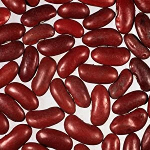 Red kidney beans (Phaseolus vulgaris) seeds