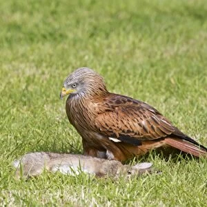 Red Kite (Milvus milvus) adult, with European Rabbit (Oryctolagus cuniculus) carrion, standing in grass field