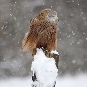 Red Kite (Milvus milvus) adult, perched on snow covered fencepost during snowfall, Suffolk, England, March (captive)