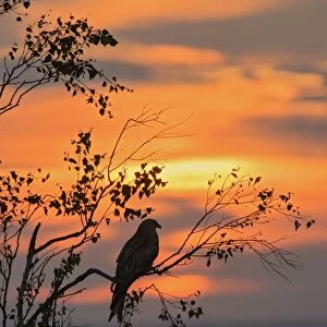 Red Kite (Milvus milvus) adult, perched in tree, silhouetted at sunset, Chilterns, Buckinghamshire, England, June