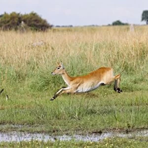 Red Lechwe (Kobus leche leche) adult female, running and jumping in wetland, Okavango Delta, Botswana