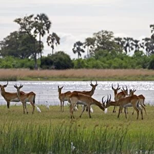 Red Lechwe (Kobus leche leche) adult and immature males, herd standing at edge of water in wetland habitat, with Cattle Egrets (Bubulcus ibis), Okavango Delta, Botswana