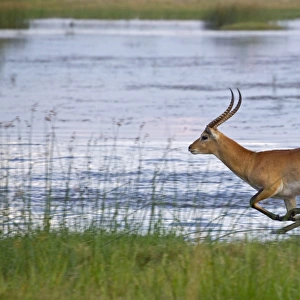 Red Lechwe (Kobus leche leche) adult male, running and jumping in wetland, Okavango Delta, Botswana