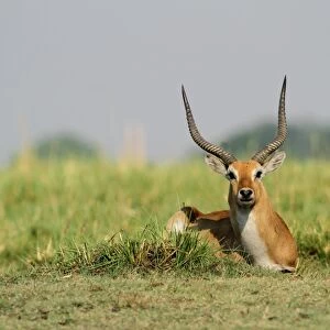 Red Lechwe (Kobus leche leche) adult male, resting on grass in wetland, Chobe N. P. Botswana