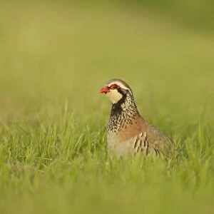 Red-legged Partridge (Alectoris rufa) adult, standing amongst grass, Grantham, Lincolnshire, England, July