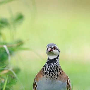 Red-legged Partridge (Alectoris rufa) adult, walking in grass, Oxfordshire, England, September