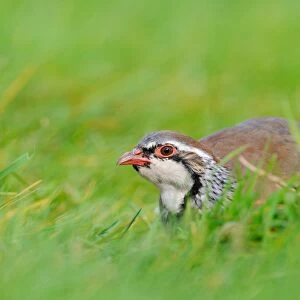 Red-legged Partridge (Alectoris rufa) adult, crouching in grass, Oxfordshire, England, September