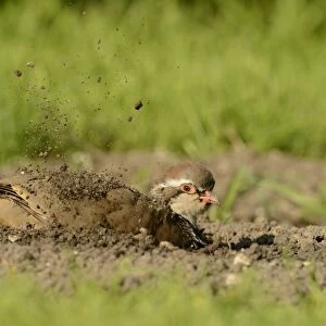 Red-legged Partridge (Alectoris rufa) adult, dustbathing, Oxfordshire, England, September