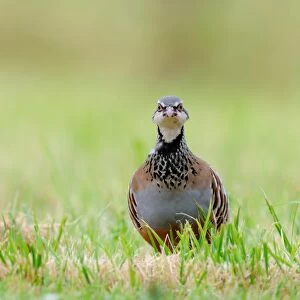 Red-legged Partridge (Alectoris rufa) adult, walking in grass, Oxfordshire, England, September