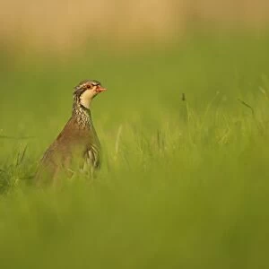 Red-legged Partridge (Alectoris rufa) immature, standing amongst grass, Grantham, Lincolnshire, England, August
